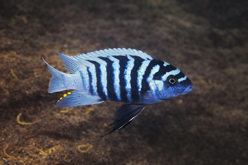 Maylandia zebra 'Minos Reef'